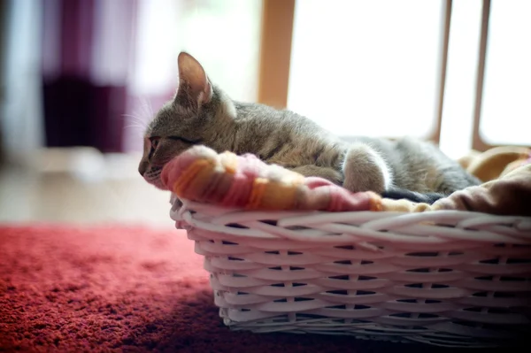 Gato doméstico — Fotografia de Stock