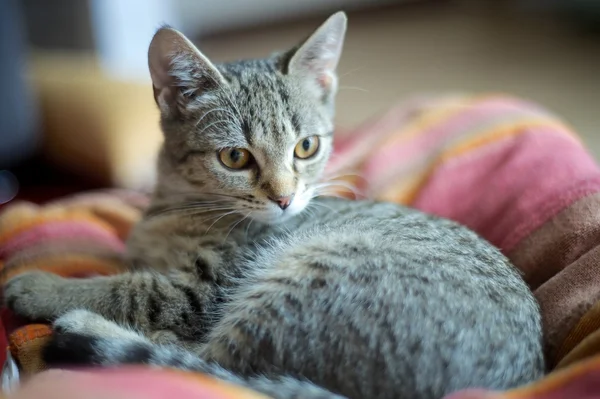 Gato doméstico — Fotografia de Stock