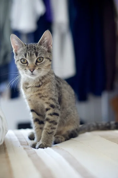 Gato doméstico — Fotografia de Stock