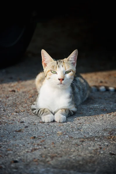 Gato selvagem — Fotografia de Stock