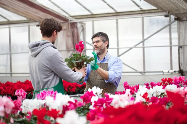 Florist arbetar i detaljhandeln — Stockfoto