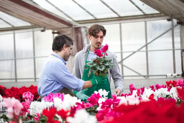 Florist arbetar i detaljhandeln — Stockfoto