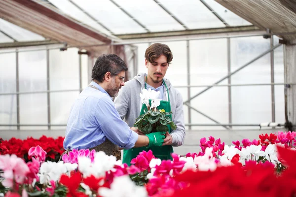 Florist arbetar i detaljhandeln — Stockfoto