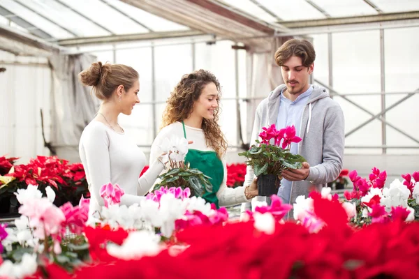 Floristería trabajando en venta al por menor — Foto de Stock