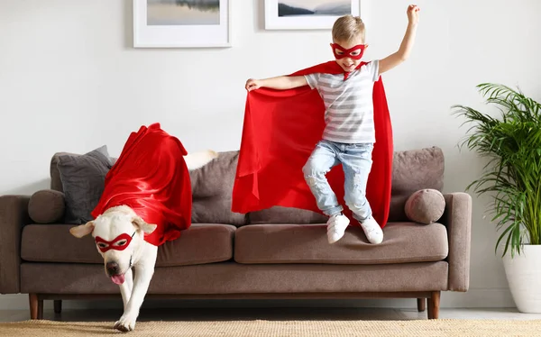 Повний Енергійний Хлопчик Милий Чистокровний Собачка Лабрадор Одягнений Червоні Супер — стокове фото