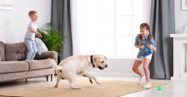 Labrador av köpeği olan kız ve erkek kardeşlerin oturma odasında küçük top oynamaları.
