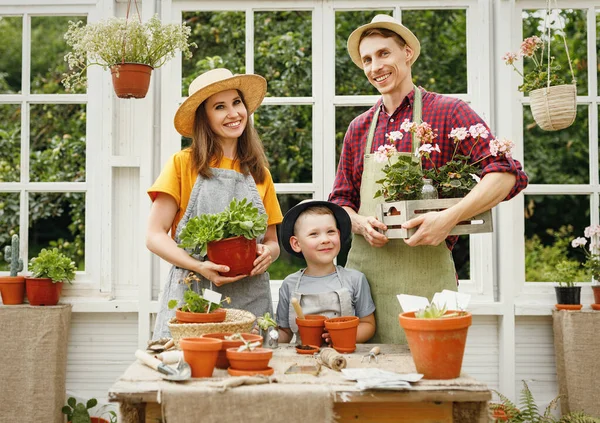一緒にオレンジで働いている間 鉢植えの植物が笑顔でカメラを見ている楽しい両親と息子 — ストック写真