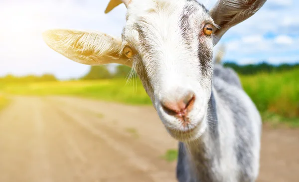 Chèvre en été en plein air dans la nature — Photo