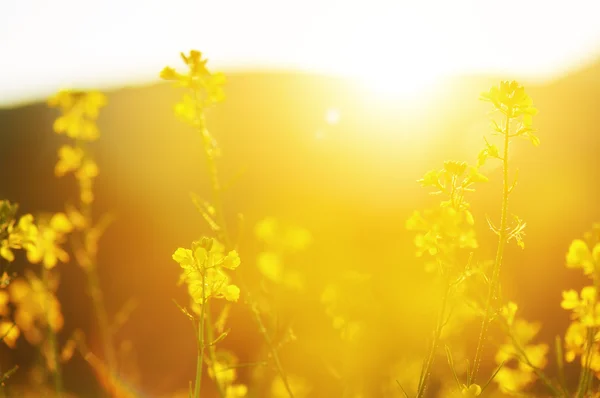 natural floral background, yellow wildflowers