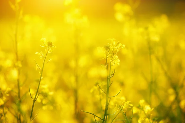 Natural floral background, yellow wildflowers — Stock Photo, Image