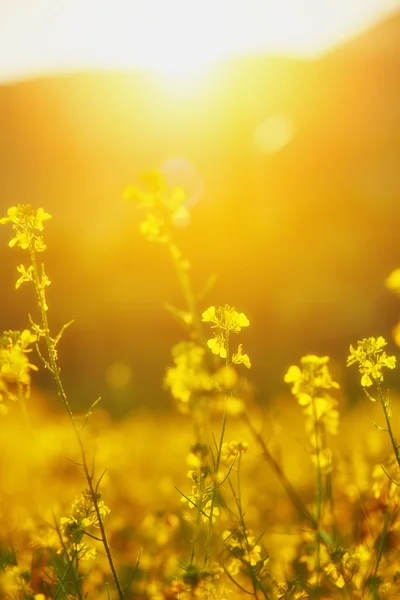 Sfondo floreale naturale, fiori selvatici gialli — Foto Stock