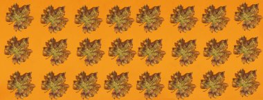 Grup sonbahar portakal yaprakları deseni 