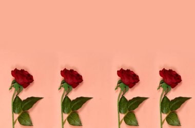 Pembe arka planda güzel kırmızı güller