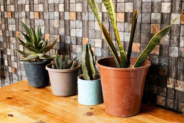 Collection Divers Cactus Plantes Succulentes Dans Différents Pots Cactus Pot — Photo