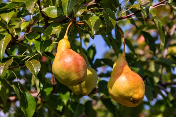 Cosechando un peral. Peras dulces y sabrosas en el jardín, luz natural del sol. —  Fotos de Stock