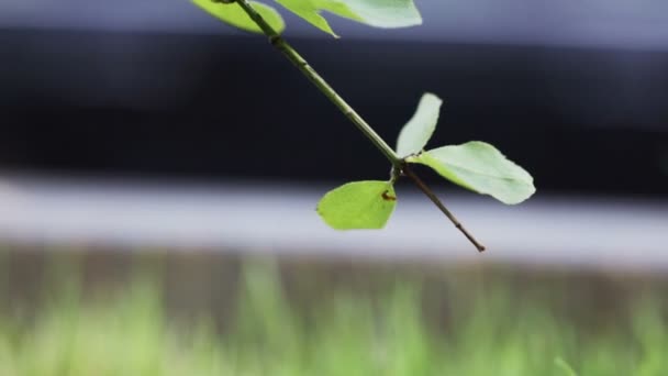 Trafic urbain derrière les parterres de fleurs — Video