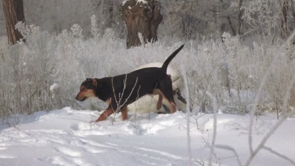 Frau fotografiert Hund — Stockvideo