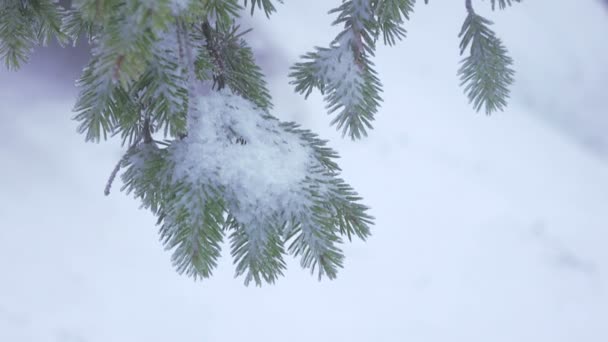 Árboles cubiertos de nieve — Vídeos de Stock