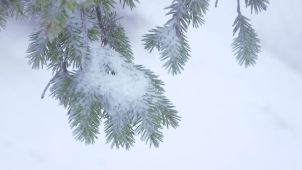 Сніг крита дерев — стокове відео