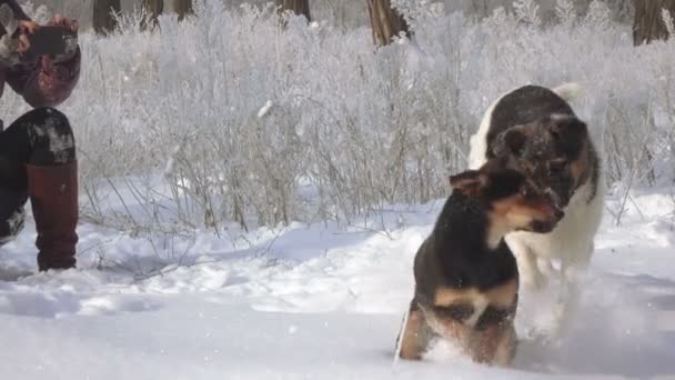 Mulher cão fotoenxerto — Vídeo de Stock