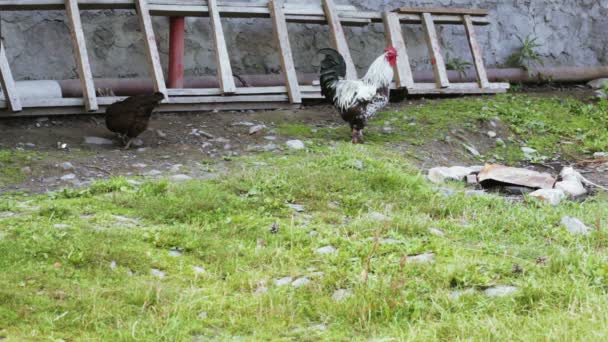 Gallo y pollo en la naturaleza — Vídeos de Stock