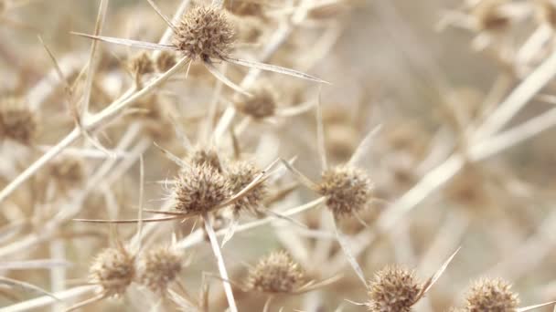 Dry flower thistle flower — Stock Video