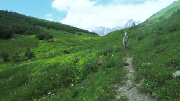 Hund i alpina ängar — Stockvideo