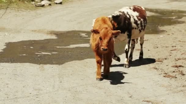 Корова на міській вулиці — стокове відео