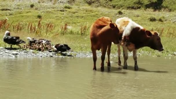 Wilde eenden en koeien in de vijver — Stockvideo