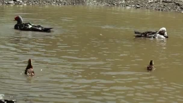 Patos selvagens na lagoa — Vídeo de Stock