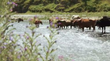 İnekler vahşi nehir üzerine