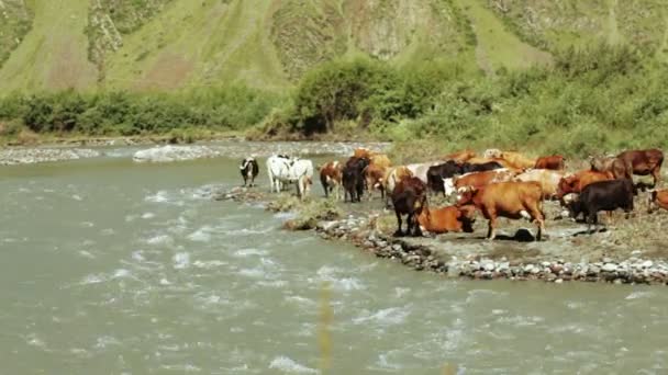 Vacas na margem do rio selvagem — Vídeo de Stock