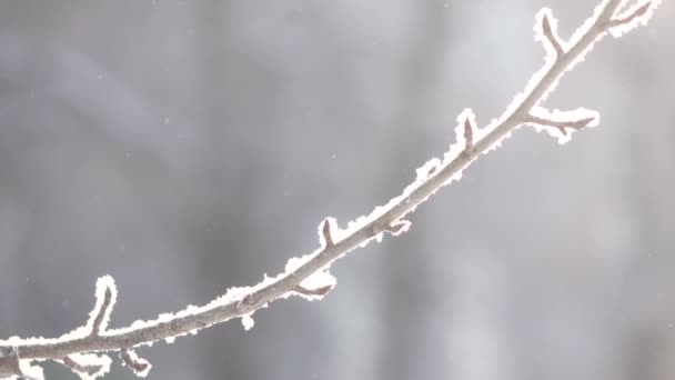 Snow covered trees — Stock Video