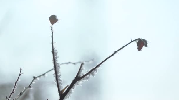 눈덮인 나무들 — 비디오