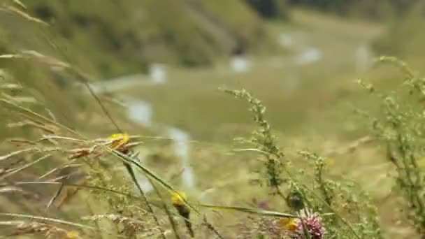 Fjällbäck i Georgien — Stockvideo