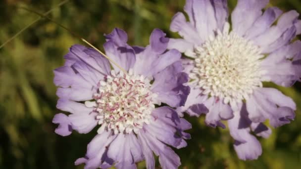 Flor del prado alpino con abeja — Vídeos de Stock