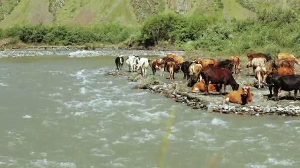 Vacas na margem do rio selvagem — Vídeo de Stock