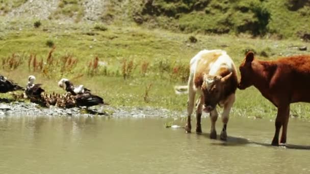 Canards et vaches sauvages dans l'étang 