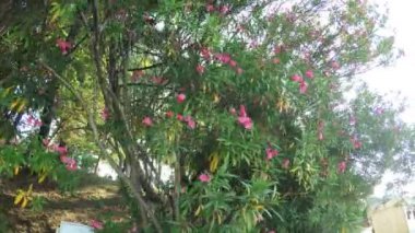 Çiçek açan Manolya çalılar