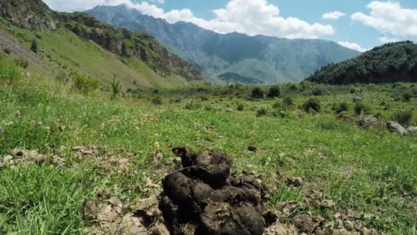 Montón de mierda de vaca en la naturaleza — Vídeos de Stock