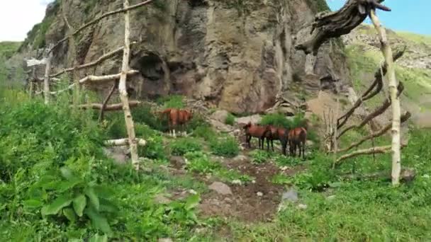 Familj av hästar på natur — Stockvideo