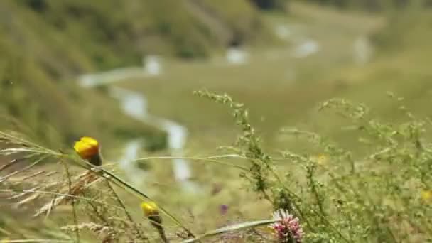 Arroyo de montaña en Georgia — Vídeo de stock