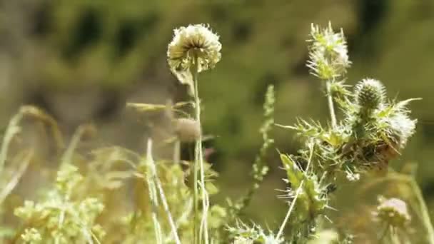 Thistle in alpine meadow — Stock Video