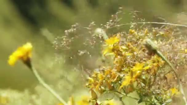 Calendula officinalis dans une prairie alpine — Video