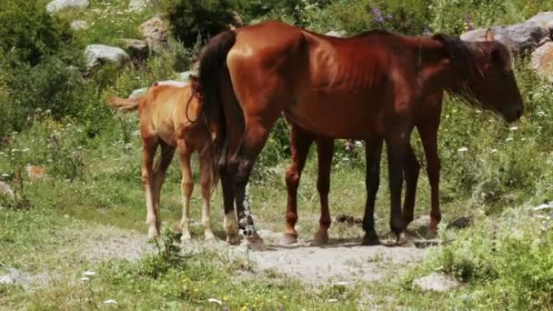 Familj av hästar på natur — Stockvideo