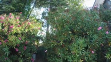 Çiçek açan Manolya çalılar