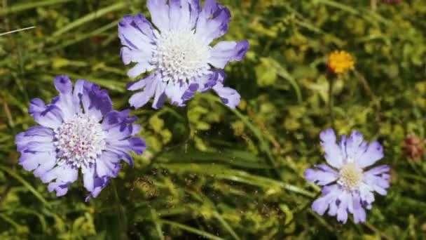 Alpine meadow flower — Stock Video