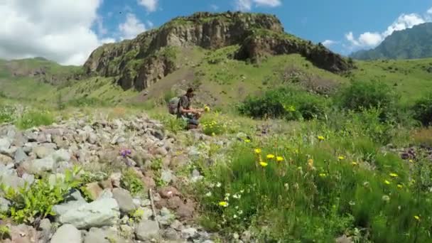 Girl collects wild flowers — Stock Video