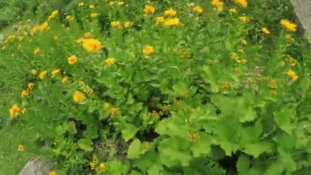 Calêndula officinalis em um prado alpino — Vídeo de Stock