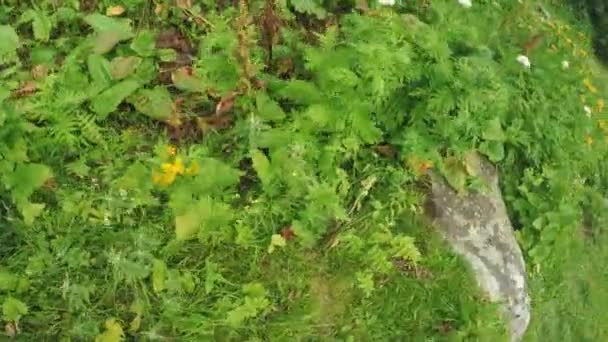 Calendula officinalis v alpské louce — Stock video